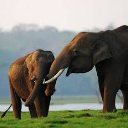 Wildlife Safari at Nagarhole National Park in Kabini